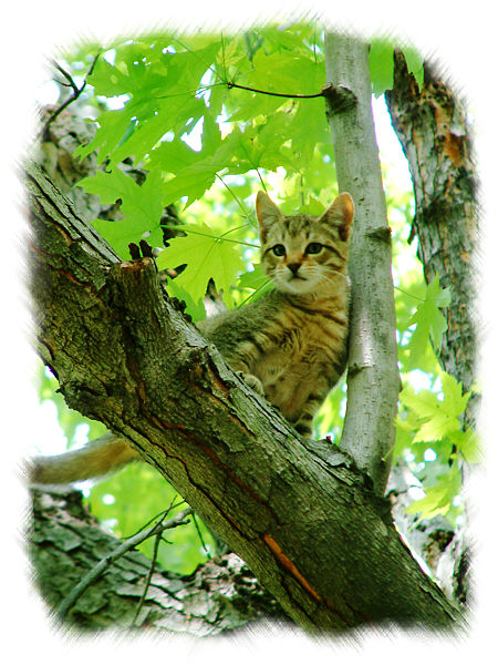 Yuna, our crazy kitten stuck in the tree.