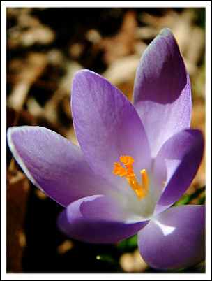 Crocus