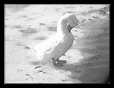 Photography to the amateur is recreation